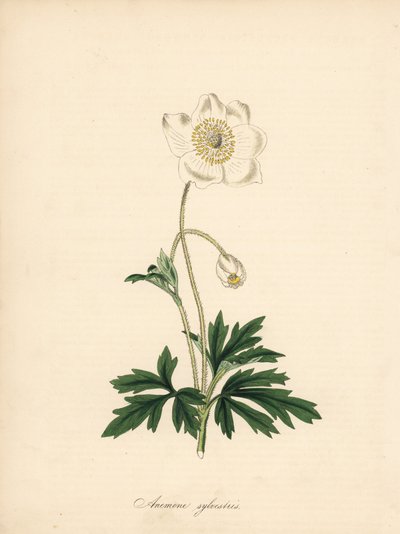 Poranterät anemone - Lumikellovuokko, Anemone sylvestris. Otettu James Sowerbyn kuvituksesta William Curtisin "Botanical Magazinessa". C. Chabotin käsinvärinen sinkografi, jonka on piirtänyt neiti M. A. Burnett kirjastaan "" Plantae Utiliores: or Illus tekijältä James Sowerby