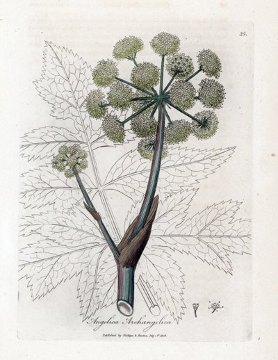 Angelique true tai officinal tai arkkienkeli - Garden Angelica, Angelica archangelica. Käsinvärinen kuparilevykaiverrus James Sowerbyn kasvitieteellisestä kuvituksesta William Woodvillesta ja Sir William Jackson Hookerin "" Medical Botany"," John Bohn, tekijältä James Sowerby