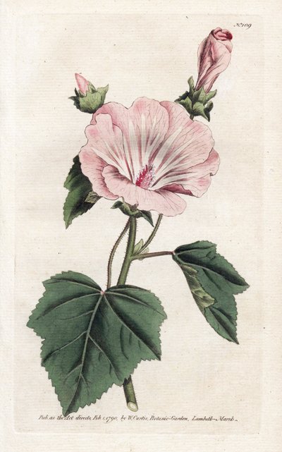 Vuosittainen violetti tai neljännesvuosittainen lavater - James Sowerbyn (1757-1822) litografia, William Curtisin kasvitieteellinen aikakauslehti (1746-1799) tekijältä James Sowerby