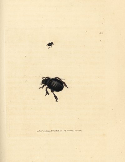 Aphodius arenarius -kuoriainen (Scarabaeus ovalis). James Sowerbyn käsinvärinen kuparikaiverrus The British Miscellanysta tai värillisiä hahmoja uusista, harvinaisista tai vähän tunnetuista eläimistä. tekijältä James Sowerby