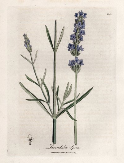 Apic laventeli. Käsinvärjätty kuparikaiverrus James Sowerbyn (1757-1822) piirroksesta Botanique Medicinalessa tekijältä James Sowerby