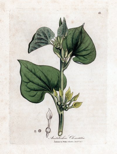 Aristoloche clematite - Kiipeilysyntynyt, Aristolochia clematitis. Käsinvärinen kuparilevykaiverrus James Sowerbyn kasvitieteellisestä kuvituksesta William Woodvillesta ja Sir William Jackson Hookerin "" Medical Botany" -teoksesta, John Bohn, Lontoo tekijältä James Sowerby