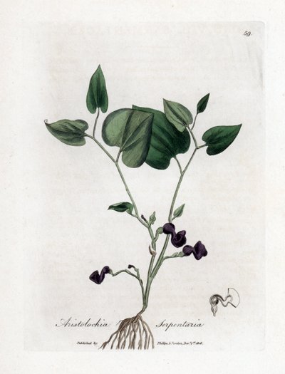 Aristoloche variete - Käärmejuurinen synnyinjuuri, Aristolochia serpentaria. Käsinvärinen kuparikaiverrus James Sowerbyn kasvitieteellisestä kuvituksesta William Woodvillesta ja Sir William Jackson Hookerin "" Medical Botany" -teoksesta, John Bohn, Lontoo tekijältä James Sowerby