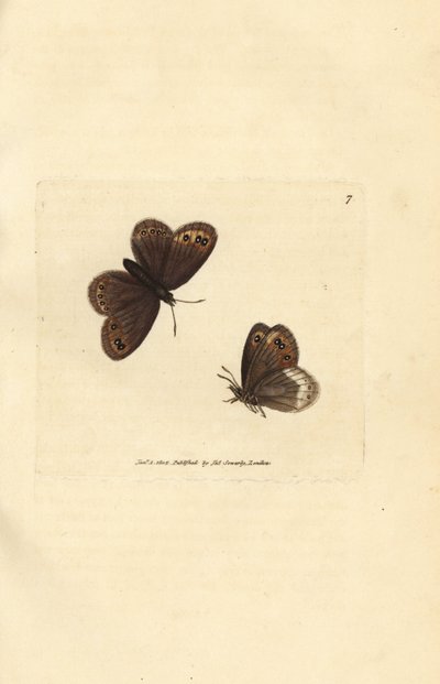 Arran brown, Erebia ligea (Papilio ligea). James Sowerbyn käsinvärinen kuparikaiverrus The British Miscellanysta tai värillisiä hahmoja uusista, harvinaisista tai vähän tunnetuista eläimistä. tekijältä James Sowerby