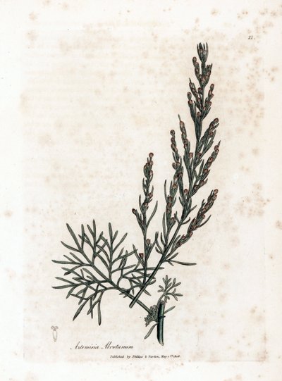 Aurone tai sitruunaruoho tai sagebrush sitruunaruoho - Southernwood, Artemisia abrotanum. Käsinvärinen kuparikaiverrus James Sowerbyn kasvitieteellisestä kuvituksesta William Woodvillesta ja Sir William Jackson Hookerin "" Medical Botany" -teoksesta, John  tekijältä James Sowerby
