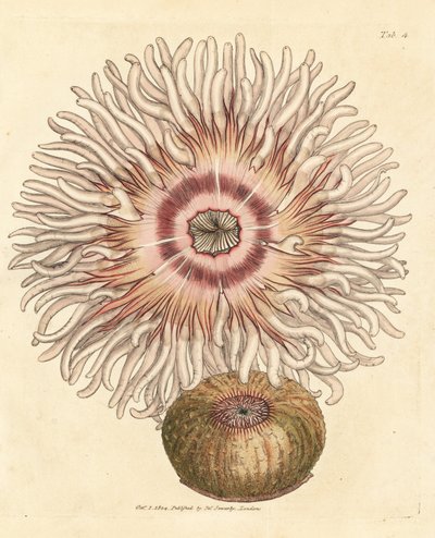 Beadlet anemone, Actinia equina. James Sowerbyn käsinvärinen kuparikaiverrus The British Miscellanysta tai värillisiä hahmoja uusista, harvinaisista tai vähän tunnetuista eläimistä. tekijältä James Sowerby