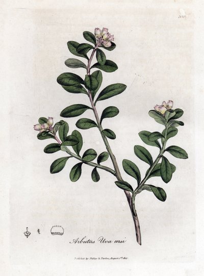 Karhurypäle tai karhumarja - Jäljellä oleva arbutus tai karhumarja, Arctostaphylos uva-ursi. Käsinvärinen kuparikaiverrus James Sowerbyn kasvitieteellisestä kuvituksesta William Woodvillesta ja Sir William Jackson Hookerin "" Medical Botany" -teoksesta, Jo tekijältä James Sowerby