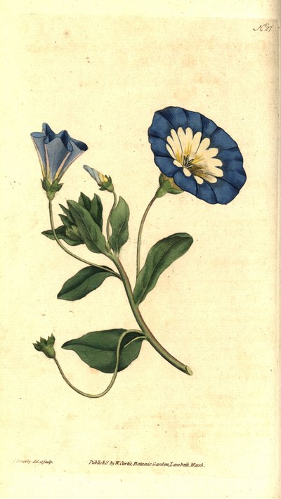 Kaunis päivä tai kolmivärinen sideruoho - Pieni sideruoho, Convolvulus tricolor. James Sowerbyn käsinvärinen kuparikaiverrus ja kasvitieteellinen kuvitus William Curtisin The Botanical Magazinesta, Lambeth Marsh, Lontoo tekijältä James Sowerby