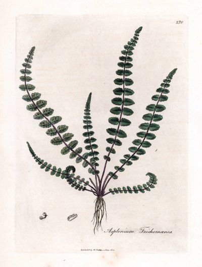 Musta doradilla tai väärä kapillaari (saniainen) - Saniainen tai pernamato, Asplenium trichomanes. Käsinvärinen kuparikaiverrus William Woodvillen James Sowerbyn kasvitieteellisestä kuvituksesta ja Sir William Jackson Hookerin "" Medical Bo -kirjasta tekijältä James Sowerby