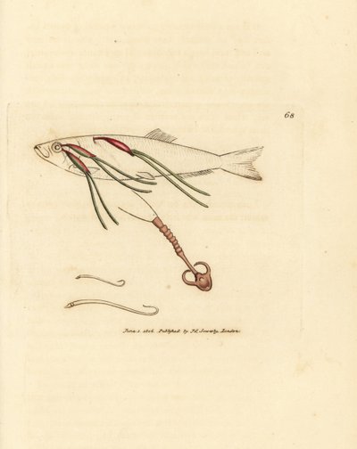 Veriä ruokkiva hampaiden loinen suihkesilmässä, Lernaeenicus sprattae (Lernaea sprrattae). Ja toinen outo mato löydetty osterinkuoresta. James Sowerbyn käsinvärinen kuparikaiverrus The British Miscellanysta tai värilliset hahmot uusista, harvinaisista, tekijältä James Sowerby