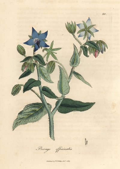 Sinikukkainen purasruoho, Borago officinalis tekijältä James Sowerby