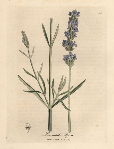 Sinikukkainen laventeli, Lavandula spica tekijältä James Sowerby