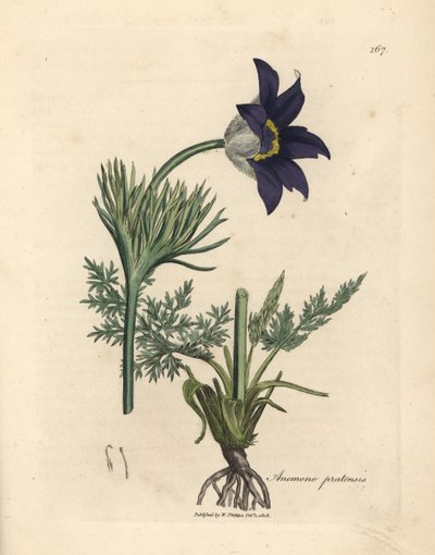 Sinikukkainen niittyvuokko tai sinisukukka, Anemone pratensis tekijältä James Sowerby