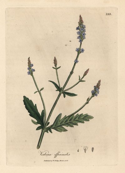 Sinikukkainen vervain, Verbena officinalis tekijältä James Sowerby