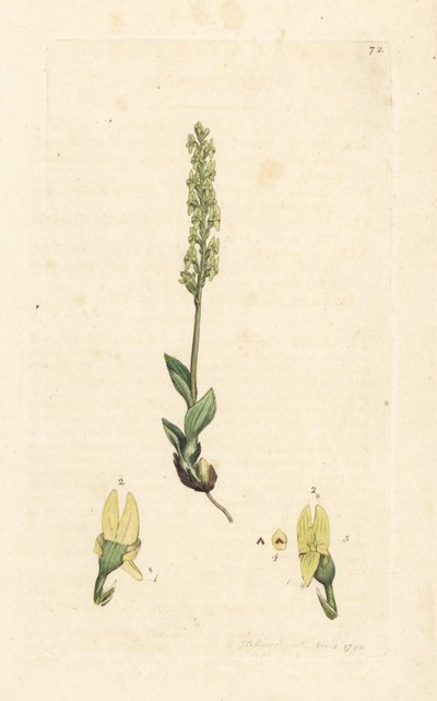 Suoorkidea, Hammarbya paludosa (Marsh tway-blade, Malaxis paludosa). Käsinvärinen kuparikaiverrus James Sowerbyn kuvituksen jälkeen James Smithin Englannin kasvitieteellisestä lehdestä Lontoossa tekijältä James Sowerby