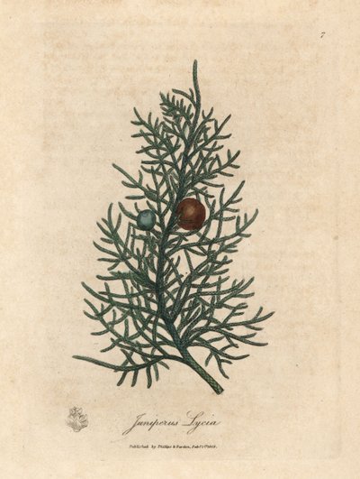 Setripuun, Juniperus lycian, oksa ja marjat tekijältä James Sowerby
