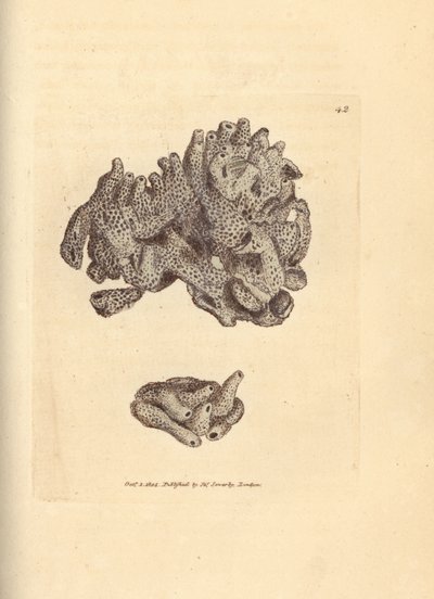 Leipämurusieni, Halichondria panicea (kompakti putkimainen sieni; Spongia compacta). James Sowerbyn käsinvärinen kuparikaiverrus The British Miscellanysta tai värillisiä hahmoja uusista, harvinaisista tai vähän tunnetuista eläimistä. tekijältä James Sowerby