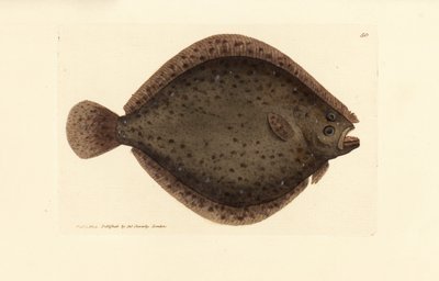Brill tai leijakala, Scophthalmus rhombus (Pleuronectes rhombus). James Sowerbyn käsinvärinen kuparikaiverrus The British Miscellanysta tai värillisiä hahmoja uusista, harvinaisista tai vähän tunnetuista eläimistä. tekijältä James Sowerby