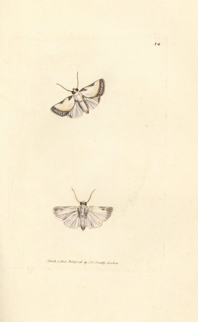 Brixton Beauty, Acontia nitidula (Phalaena catena). James Sowerbyn käsinvärinen kuparikaiverrus The British Miscellanysta tai värillisiä hahmoja uusista, harvinaisista tai vähän tunnetuista eläimistä. tekijältä James Sowerby