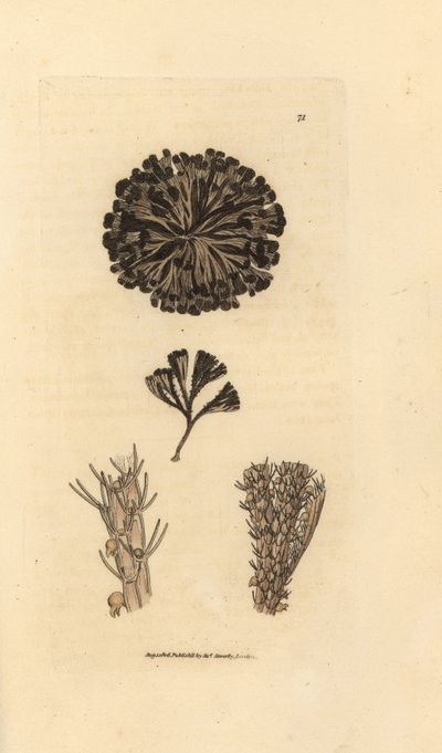 Bugulina avicularia (Flustra avicularis). James Sowerbyn käsinvärinen kuparikaiverrus The British Miscellanysta tai värillisiä hahmoja uusista, harvinaisista tai vähän tunnetuista eläimistä. tekijältä James Sowerby