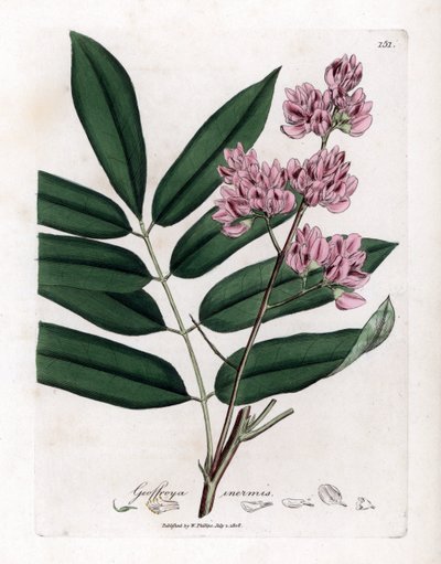 Kaalipuu tai kaalin kuori - Kaalipuu, Andira inermis. Käsinvärinen kuparilevykaiverrus James Sowerbyn kasvitieteellisestä kuvituksesta William Woodvillesta ja Sir William Jackson Hookerin "" Medical Botany" -teoksesta, John Bohn, Lontoo tekijältä James Sowerby