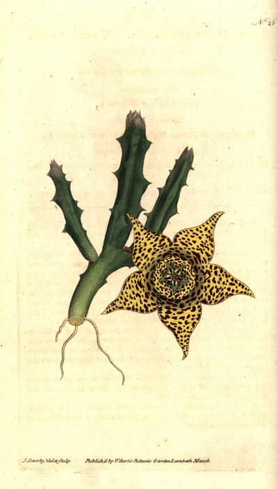 Kaktustärkkelys - Orbea variegata (Variegated stapelia, Stapelia variegata). James Sowerbyn käsinvärinen kuparikaiverrus ja kasvitieteellinen kuvitus William Curtisin The Botanical Magazinesta, Lambeth Marsh, Lontoo tekijältä James Sowerby