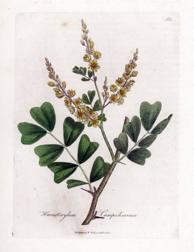 Kampeche tai kampeche-puu - Logwood, Haematoxylum campechianum. Käsinvärinen kuparilevykaiverrus James Sowerbyn kasvitieteellisestä kuvituksesta William Woodvillesta ja Sir William Jackson Hookerin "" Medical Botany" -teoksesta, John Bohn, Lontoo tekijältä James Sowerby
