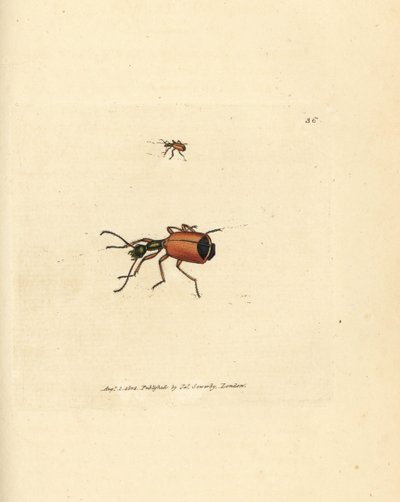 Carabus rotundicollis -kuoriainen. James Sowerbyn käsinvärinen kuparikaiverrus The British Miscellanysta tai värillisiä hahmoja uusista, harvinaisista tai vähän tunnetuista eläimistä. tekijältä James Sowerby