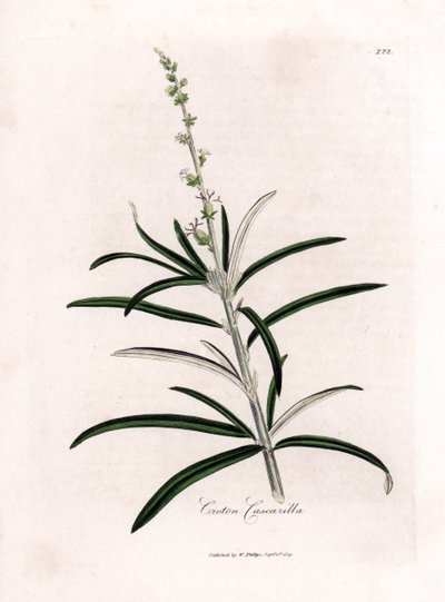 Cascarille officinale tai pehmeä puu tai faux quinquina - Cascarilla, Croton eluteria. Käsinvärinen kuparilevykaiverrus James Sowerbyn kasvitieteellisestä kuvituksesta William Woodvillesta ja Sir William Jackson Hookerin "" Medical Botany" -teoksesta, John tekijältä James Sowerby