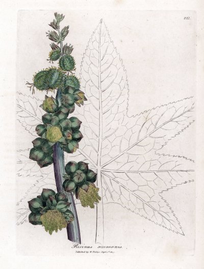 Risiini - Risiiniöljykasvi, Ricinus communis. Käsinvärinen kuparilevykaiverrus James Sowerbyn kasvitieteellisestä kuvituksesta William Woodvillesta ja Sir William Jackson Hookerin "" Medical Botany" -teoksesta, John Bohn, Lontoo tekijältä James Sowerby