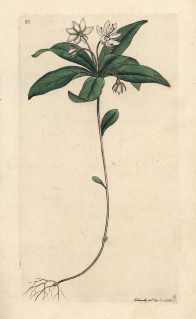 Chickweed talvivihreä, Lysimachia europaea (Trientalis europaea) (Trientale d