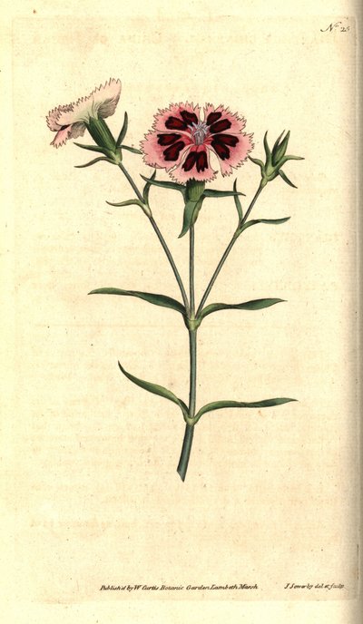 Kiinan neilikka - Kiinan vaaleanpunainen tai Intian pinkki, Dianthus chinensis. James Sowerbyn käsinvärinen kuparikaiverrus ja kasvitieteellinen kuvitus William Curtisin The Botanical Magazinesta, Lambeth Marsh, Lontoo tekijältä James Sowerby