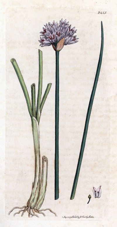 Ruohosipuli (Allium schoenoprasum). Käsinvärjätty kuparikaiverrus James Sowerbyn kasvitieteellisestä kuvituksesta James Smithin kirjaan "English botanical" (1790-1814). Väsymätön Sowerby (1757-1822) piirsi yli 2500 kasvia Smith Mammoth "English Botille tekijältä James Sowerby