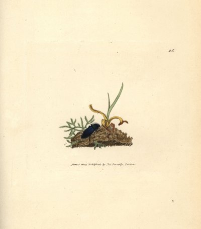 Klikkakuoriainen, Selatosomus aeneus (Elater cyaneus). James Sowerbyn käsinvärinen kuparikaiverrus The British Miscellanysta tai värillisiä hahmoja uusista, harvinaisista tai vähän tunnetuista eläimistä. tekijältä James Sowerby