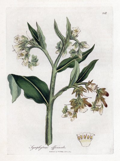 Comfrey - Comfrey, Symphytum officinale. Käsinvärinen kuparilevykaiverrus James Sowerbyn kasvitieteellisestä kuvituksesta William Woodvillesta ja Sir William Jackson Hookerin "" Medical Botany" -teoksesta, John Bohn, Lontoo tekijältä James Sowerby