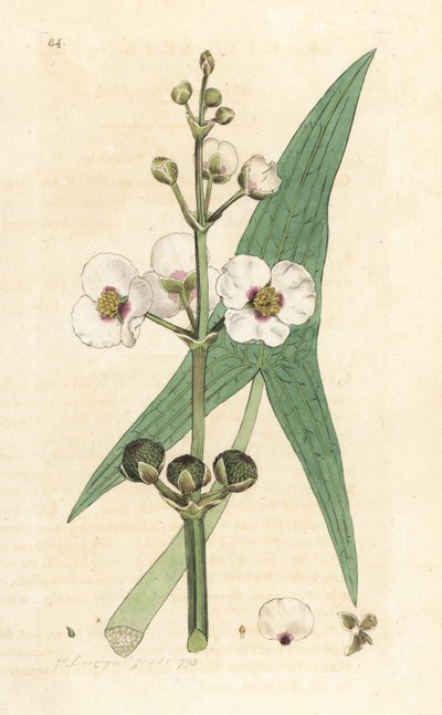 Tavallinen nuolenkärki, Sagittaria sagittifolia (jousimies) Käsinvärinen kuparikaiverrus James Sowerbyn piirustuksen jälkeen James Smithin Englannin kasvitieteestä Lontoossa tekijältä James Sowerby