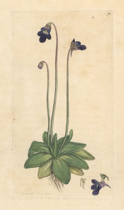 Harvinainen voijuuri, Pinguicula vulgaris (ruoho) Käsinvärinen kuparikaiverrus James Sowerbyn kuvituksen mukaan James Smithin Englannin kasvitieteestä Lontoossa tekijältä James Sowerby