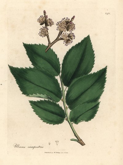 Jalava, Ulmus plainstris tekijältä James Sowerby
