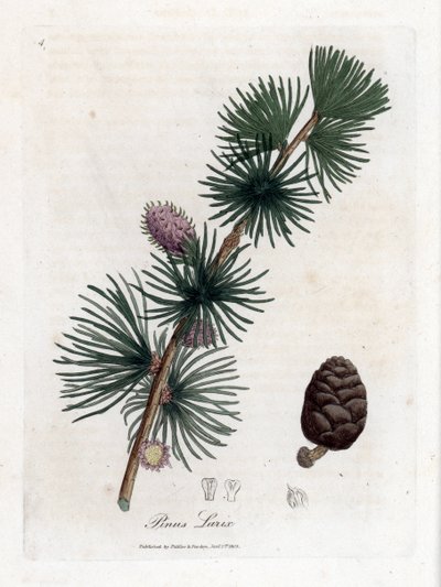 Tavallinen tai eurooppalainen meletsi - lehtikuusi, Larix decidua. Käsinvärinen kuparilevykaiverrus James Sowerbyn kasvitieteellisestä kuvituksesta William Woodvillesta ja Sir William Jackson Hookerin "" Medical Botany" -teoksesta, John Bohn, Lontoo tekijältä James Sowerby