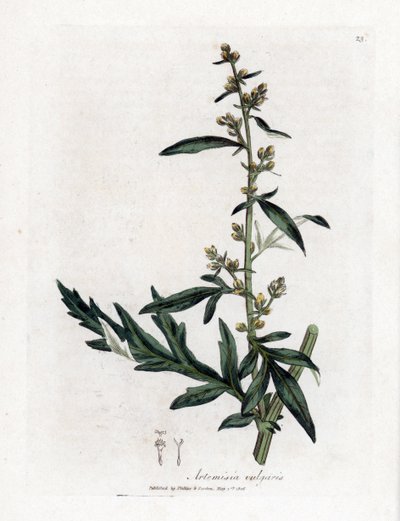 Harvinainen tai mautonta saliharja - Mugwort, Artemisia vulgaris. Käsinvärinen kuparilevykaiverrus James Sowerbyn kasvitieteellisestä kuvituksesta William Woodvillesta ja Sir William Jackson Hookerin "" Medical Botany" -teoksesta, John Bohn, Lontoo tekijältä James Sowerby