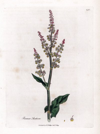 Harvinainen oseillle tai iso suolaheinä - Puutarhasukela, Rumex acetosa. Käsinvärinen kuparilevykaiverrus James Sowerbyn kasvitieteellisestä kuvituksesta William Woodvillesta ja Sir William Jackson Hookerin "" Medical Botany" -teoksesta, John Bohn, Lontoo tekijältä James Sowerby