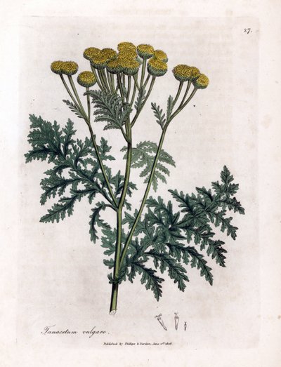 Tavallinen tansy tai splash - Tansy, Tanacetum vulgare. Käsinvärinen kuparilevykaiverrus James Sowerbyn kasvitieteellisestä kuvituksesta William Woodvillesta ja Sir William Jackson Hookerin "" Medical Botany" -teoksesta, John Bohn, Lontoo tekijältä James Sowerby