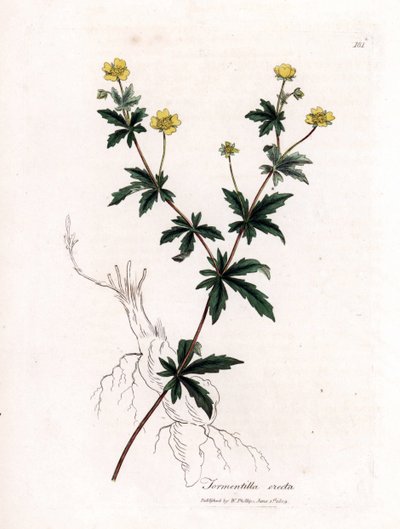 Tavallinen tormentil, Potentilla erecta. Käsinvärinen kuparilevykaiverrus James Sowerbyn kasvitieteellisestä kuvituksesta William Woodvillesta ja Sir William Jackson Hookerin "" Medical Botany" -teoksesta, John Bohn, Lontoo tekijältä James Sowerby