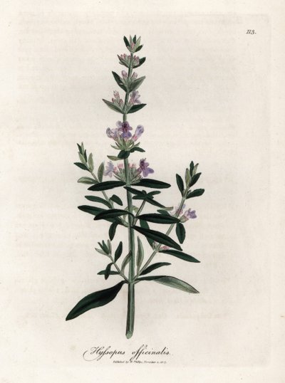 Kompendiaalinen iisoppi. Käsinvärjätty kuparikaiverrus James Sowerbyn (1757-1822) piirroksesta Botanique Medicinalessa tekijältä James Sowerby
