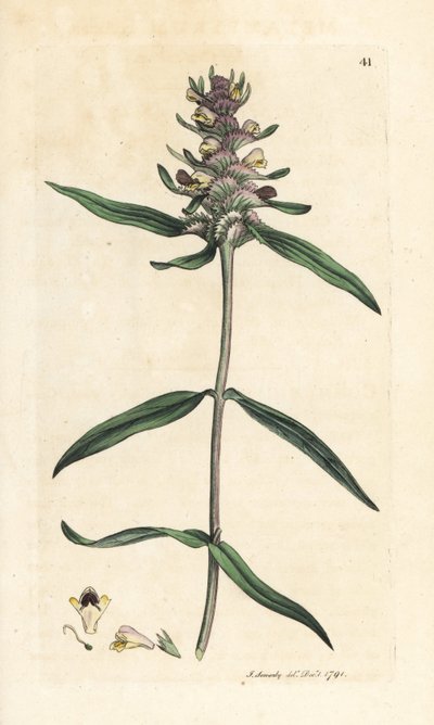 Harjavehnä, Melampyrum cristatum (Melampyre) Käsinvärinen kuparikaiverrus James Sowerbyn kuvituksen mukaan James Smithin Englannin kasvitieteellisestä lehdestä Lontoossa tekijältä James Sowerby