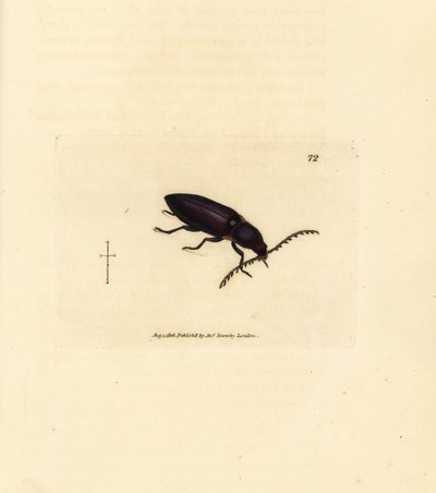 Ctenicera cuprea -kuoriainen (Elater chalybeus). James Sowerbyn käsinvärinen kuparikaiverrus The British Miscellanysta tai värillisiä hahmoja uusista, harvinaisista tai vähän tunnetuista eläimistä. tekijältä James Sowerby