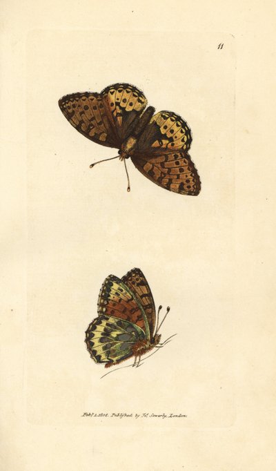 Tummanvihreä fritillary, Argynnis aglaia (Charlotte butterfly, Papilio charlotta). James Sowerbyn käsinvärinen kuparikaiverrus The British Miscellanysta tai värillisiä hahmoja uusista, harvinaisista tai vähän tunnetuista eläimistä. tekijältä James Sowerby