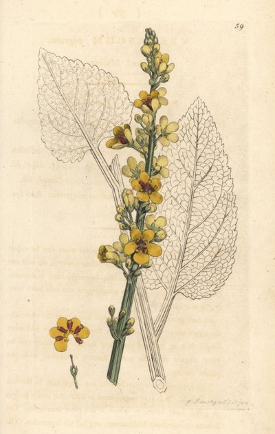 Tumma mullein, Verbasum nigrum (musta molene) Käsinvärinen kuparikaiverrus James Sowerbyn kuvituksen jälkeen James Smithin Englannin kasvitieteellisestä lehdestä Lontoossa tekijältä James Sowerby