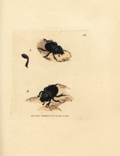 Dor-kuoriainen tai maata tyrvyttävä lantakuoriainen, Geotrupes puncticollis (Scarabaeus spiniger). James Sowerbyn käsinvärinen kuparikaiverrus The British Miscellanysta tai värillisiä hahmoja uusista, harvinaisista tai vähän tunnetuista eläimistä. tekijältä James Sowerby