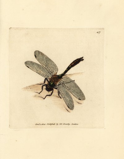 Untuvainen smaragdi sudenkorento, Cordulia aenea (Metallinen sudenkorento, Libellula aenea). James Sowerbyn käsinvärinen kuparikaiverrus The British Miscellanysta tai värillisiä hahmoja uusista, harvinaisista tai vähän tunnetuista eläimistä. tekijältä James Sowerby
